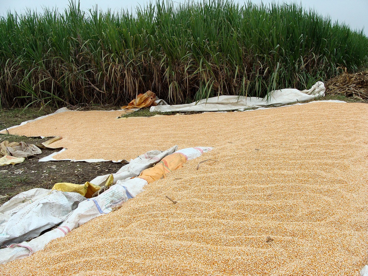 Бектенов: фермеры не должны остаться без газа и топлива для сушки зерна