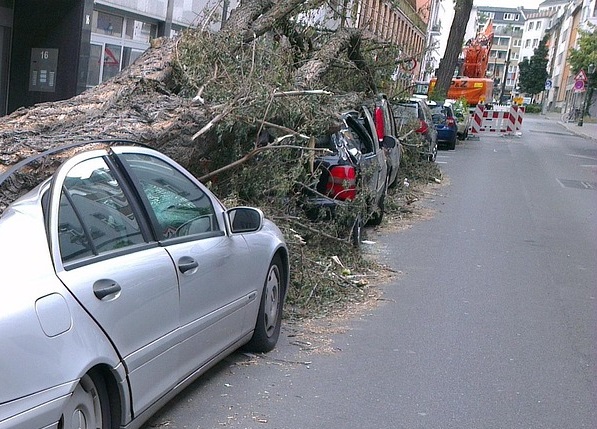 В Таразе суд обязал акимат выплатить 1,1 млн тенге за дерево, упавшее на машину