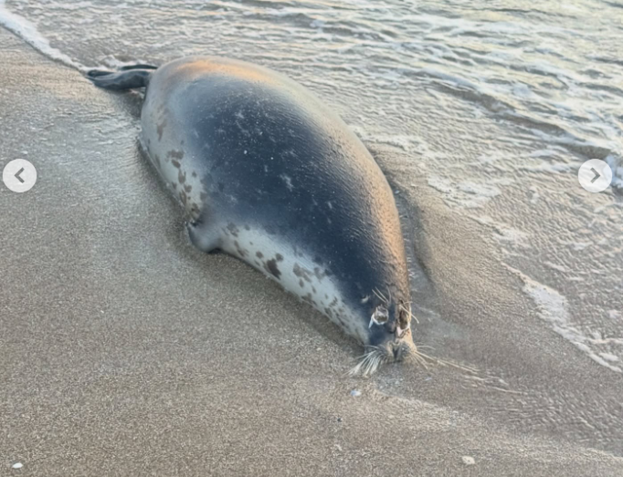 На побережье Мангистауской области обнаружены десятки мёртвых каспийских тюленей