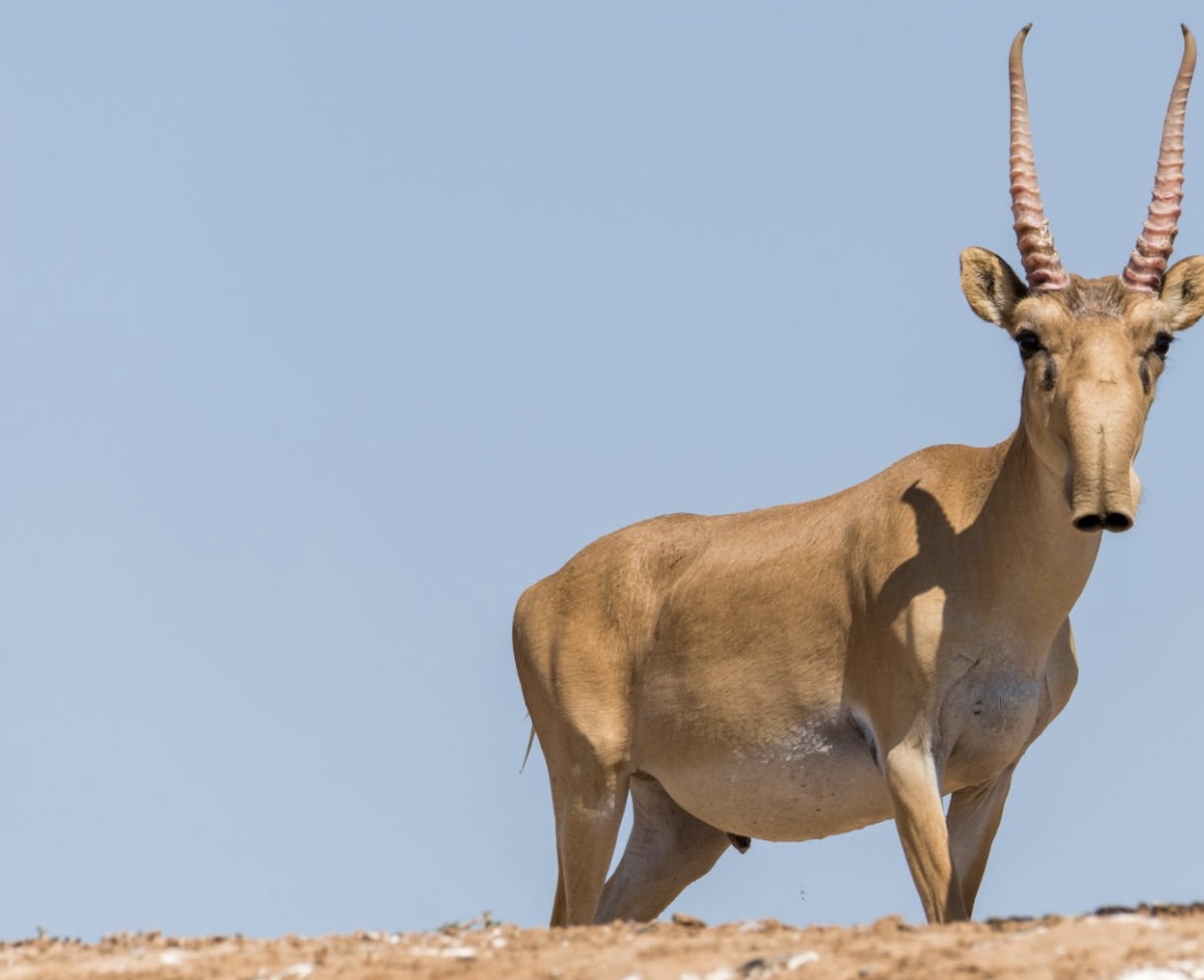 В Казахстане с 1 декабря начнут маркировать рога сайгаков