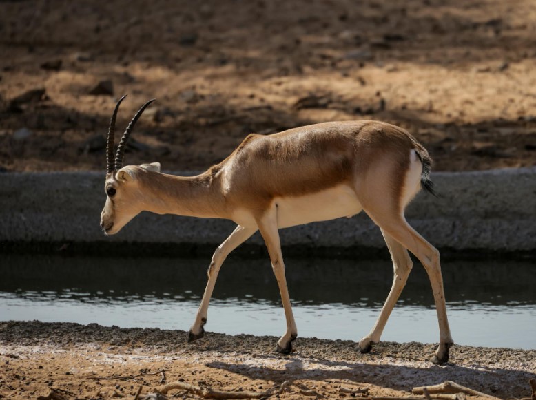 196 тысяч сайгаков пустили на мясо в Казахстане
