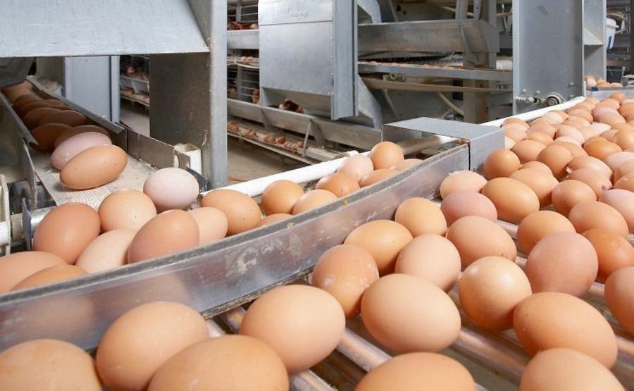 Казахстан временно закрывает импорт свежих куриных яиц