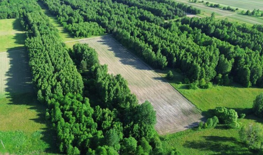 Аким уволен за попытку вырубки 2 гектаров зелёной зоны в Атырау
