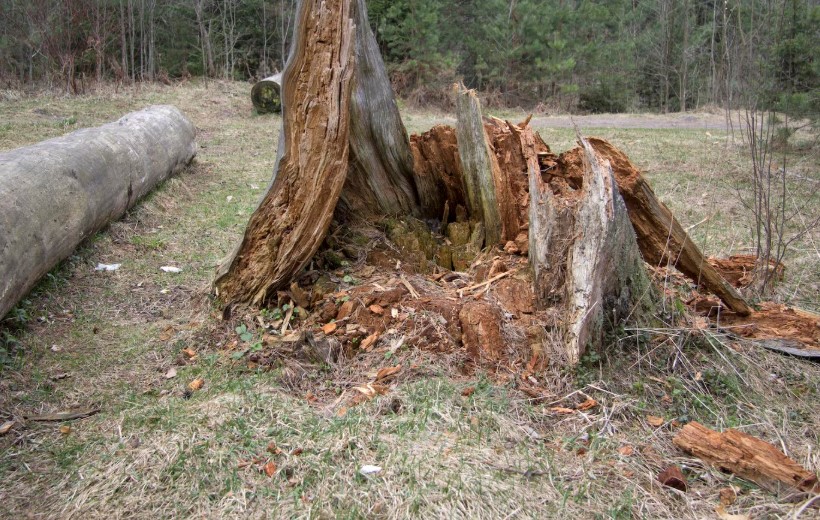 Поваленные деревья и сорванные крыши: Конаев борется с последствиями урагана