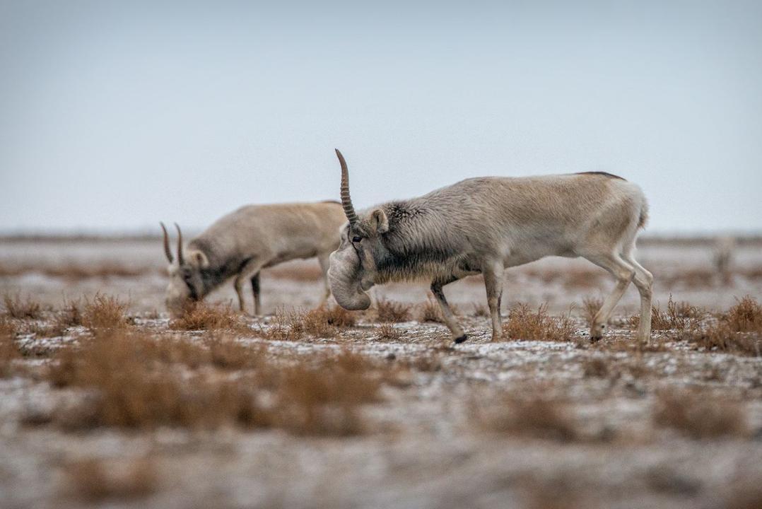Сайгаки заходят в села зимой: в Минэкологии разъяснили причины явления