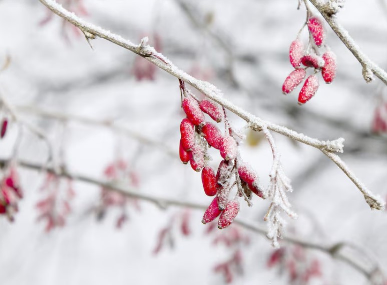Антициклон удерживает морозы в Казахстане: потепление ожидается со 2 марта