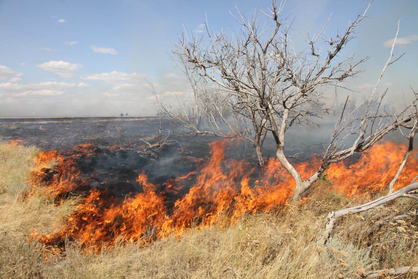 В пяти областях Казахстана объявили высокую пожарную опасность