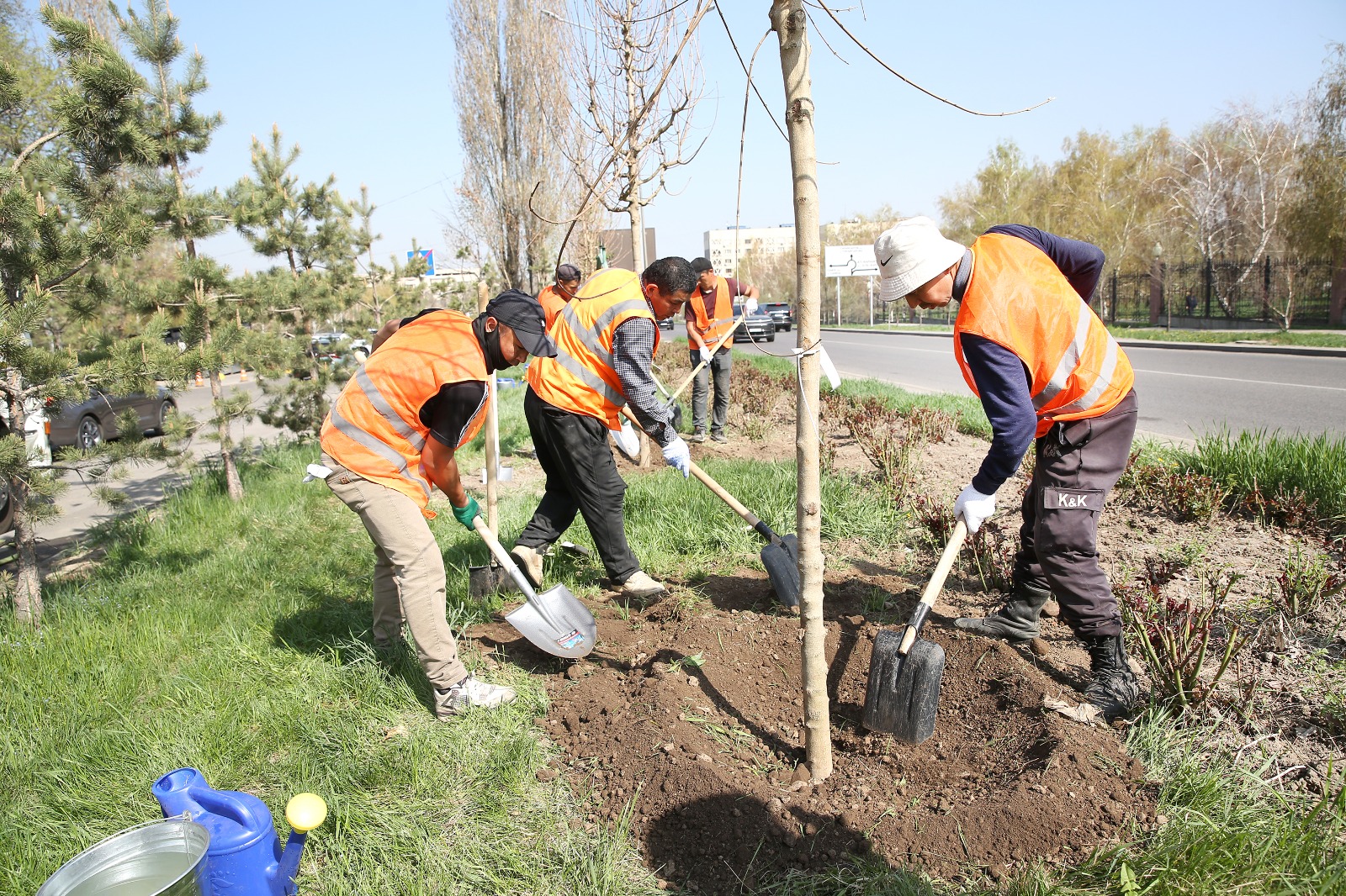 В Алматы в 2026 году высадят более 550 тысяч деревьев и кустарников