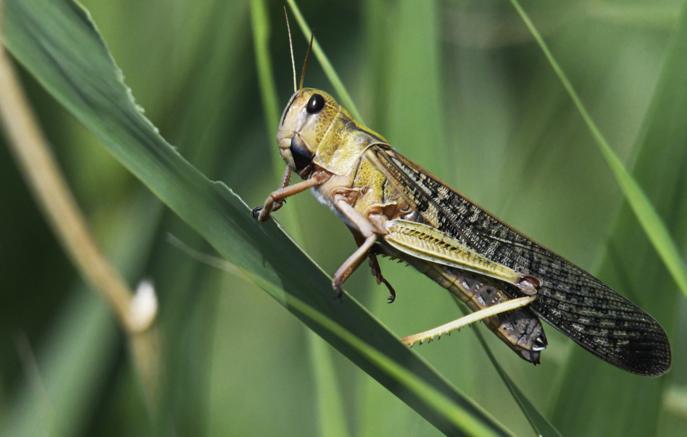 Более 100 дронов привлекут к борьбе с саранчой в Казахстане
