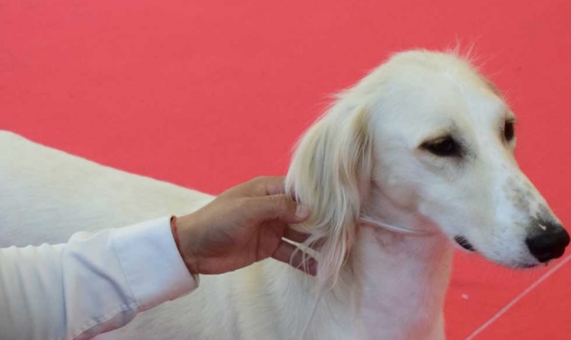 Казахский тазы триумфально представлен на World Dog Show 2026 в Болонье