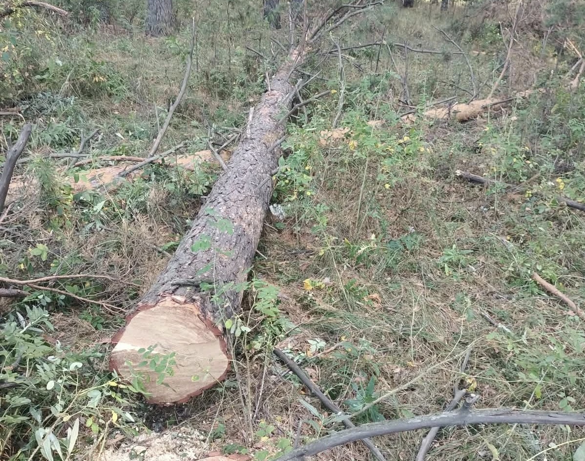 Более 500 сосен и берёз незаконно вырубили в лесу в Акмолинской области