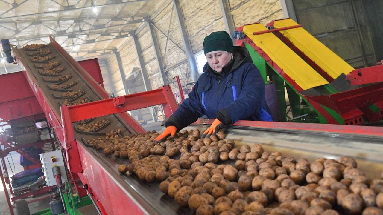 Засуха и дожди могут изменить прогнозы по картофелю и луку в Казахстане